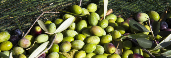 Potatura professionale di olivo e lezioni sulla mosca