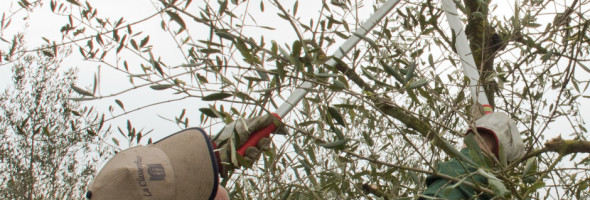 CORSO PROFESSIONALE AVANZATO PER LA POTATURA DELL’OLIVO