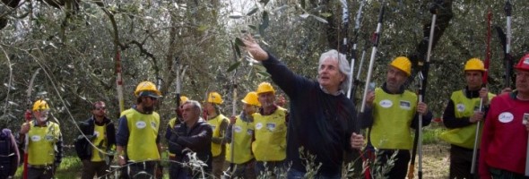 CORSO BASE E CORSO AVANZATO PER LA MODERNA POTATURA DELL’OLIVO